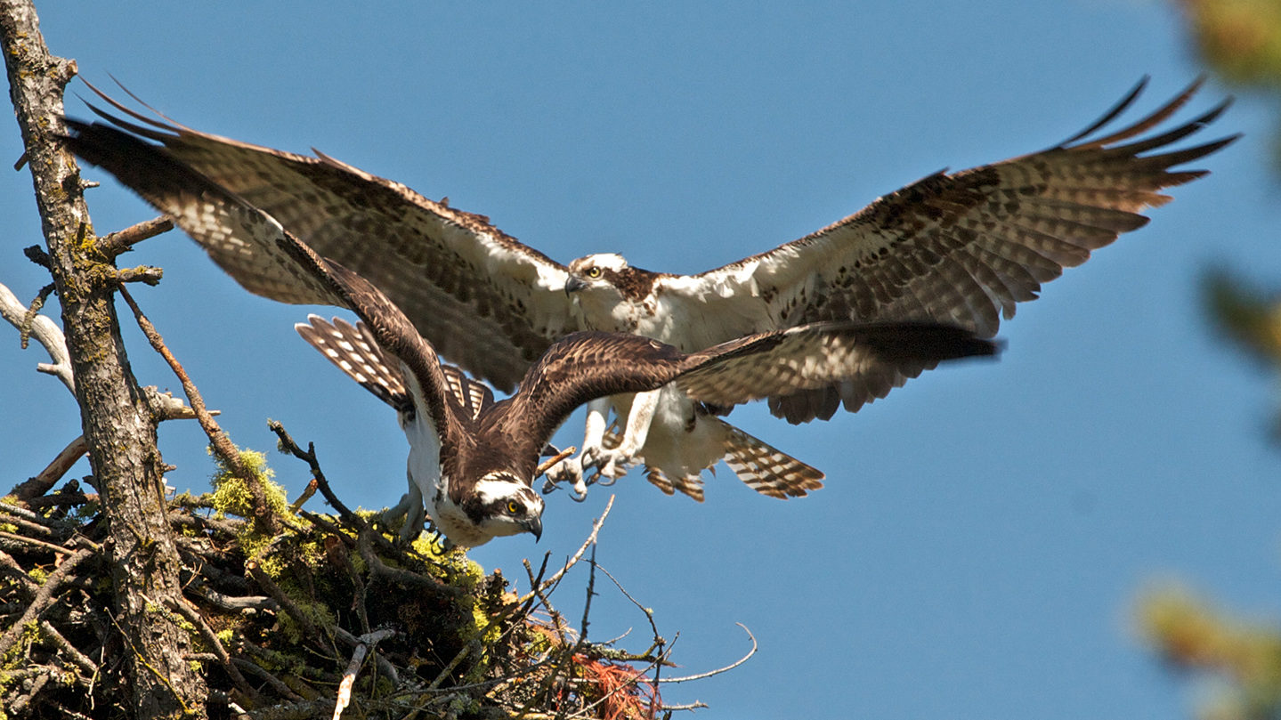 Osprey Flying from their Nest